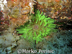 Vibrant color of Green Anemone Calvi Corsica  by Marko Perisic 